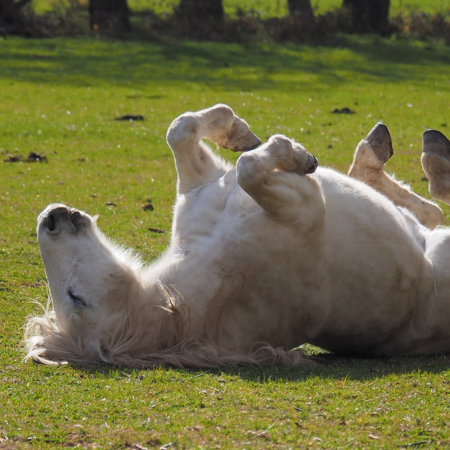 Colic - A pain in the gut!
