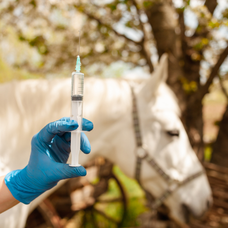 Tetanus - Is your horse vaccinated?