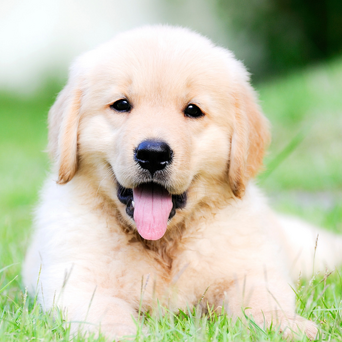 Puppy Care