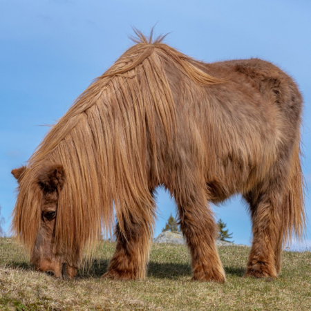 Equine Cushing’s Disease and EMS – Understanding the Difference