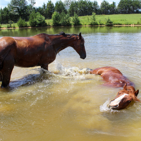 Too hot to trot; Managing horses in hot weather