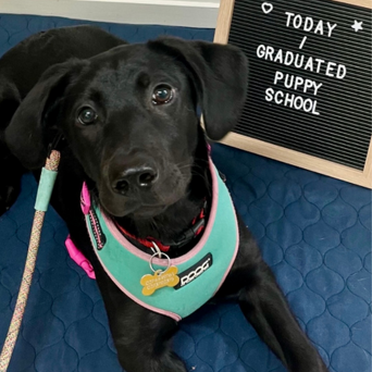 Puppy Preschool